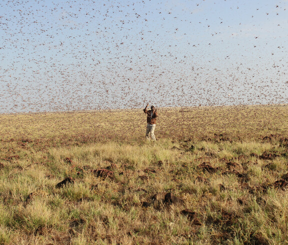 Ein Afrikaner scheucht in der Steppe die Heuschreckenschwärme auf.