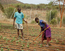 Ein Mann und eine Frau arbeiten in einem Gemeinschaftsgarten in Uganda, umgeben von einem Zaun und Pflanzen.