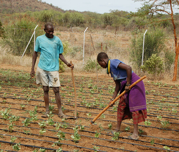 Ein Mann und eine Frau arbeiten in einem Gemeinschaftsgarten in Uganda, umgeben von einem Zaun und Pflanzen.