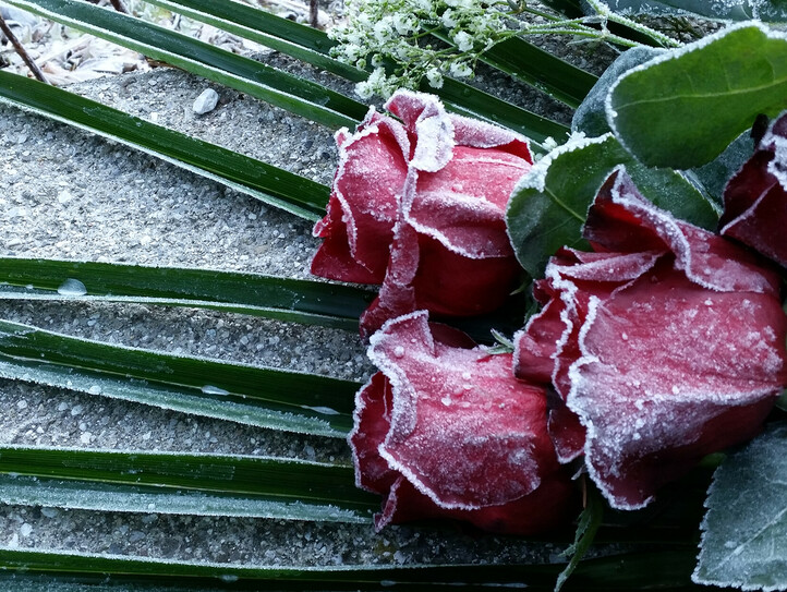 Ein mit Frost überzogenes Rosengesteck liegt auf einem Stein.