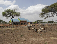 Eine Ziegenherde weidet vor der neuen Bäckerei in Moroto.