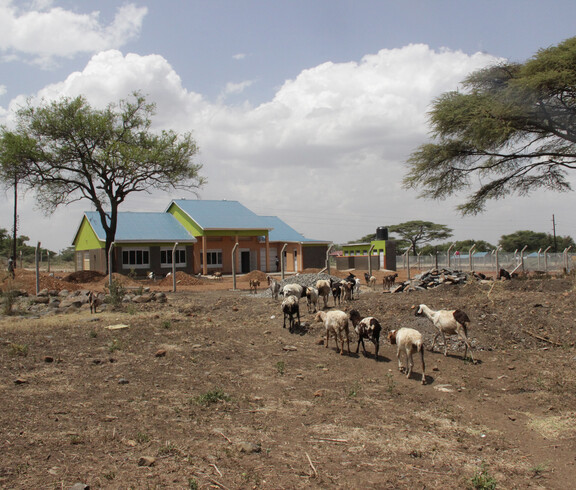 Eine Ziegenherde weidet vor der neuen Bäckerei in Moroto.